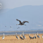 出水は日本一の鶴の渡来地です。11月～3月にかけて5種類以上の鶴が常時1万羽飛来しています。