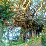サンゴ礁で緻密に組み上げた石垣の上に樹齢300年と言われているガジュマルの巨木があり、この木にケンムン（精霊）が宿ると言われています。